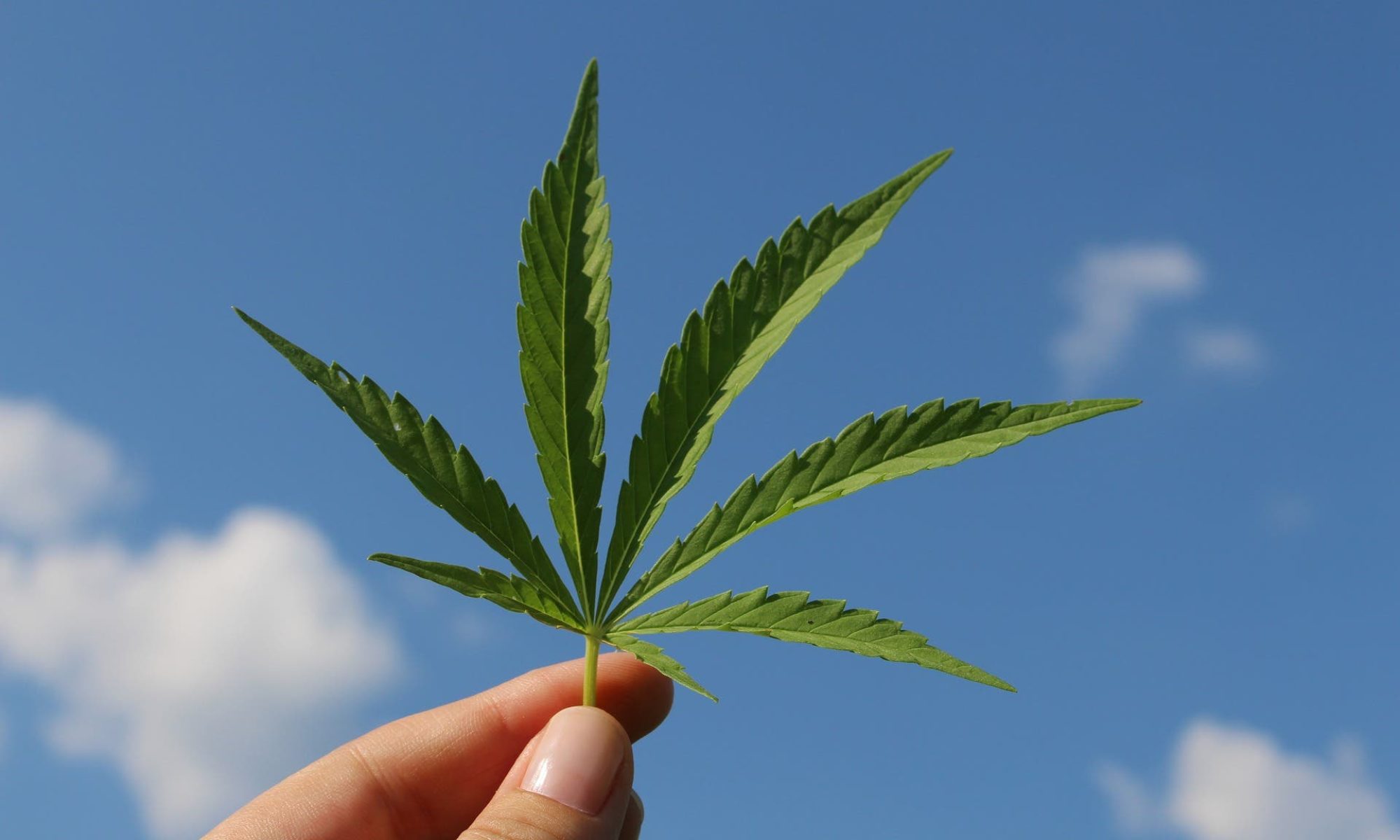 Regular Cannabis Seeds