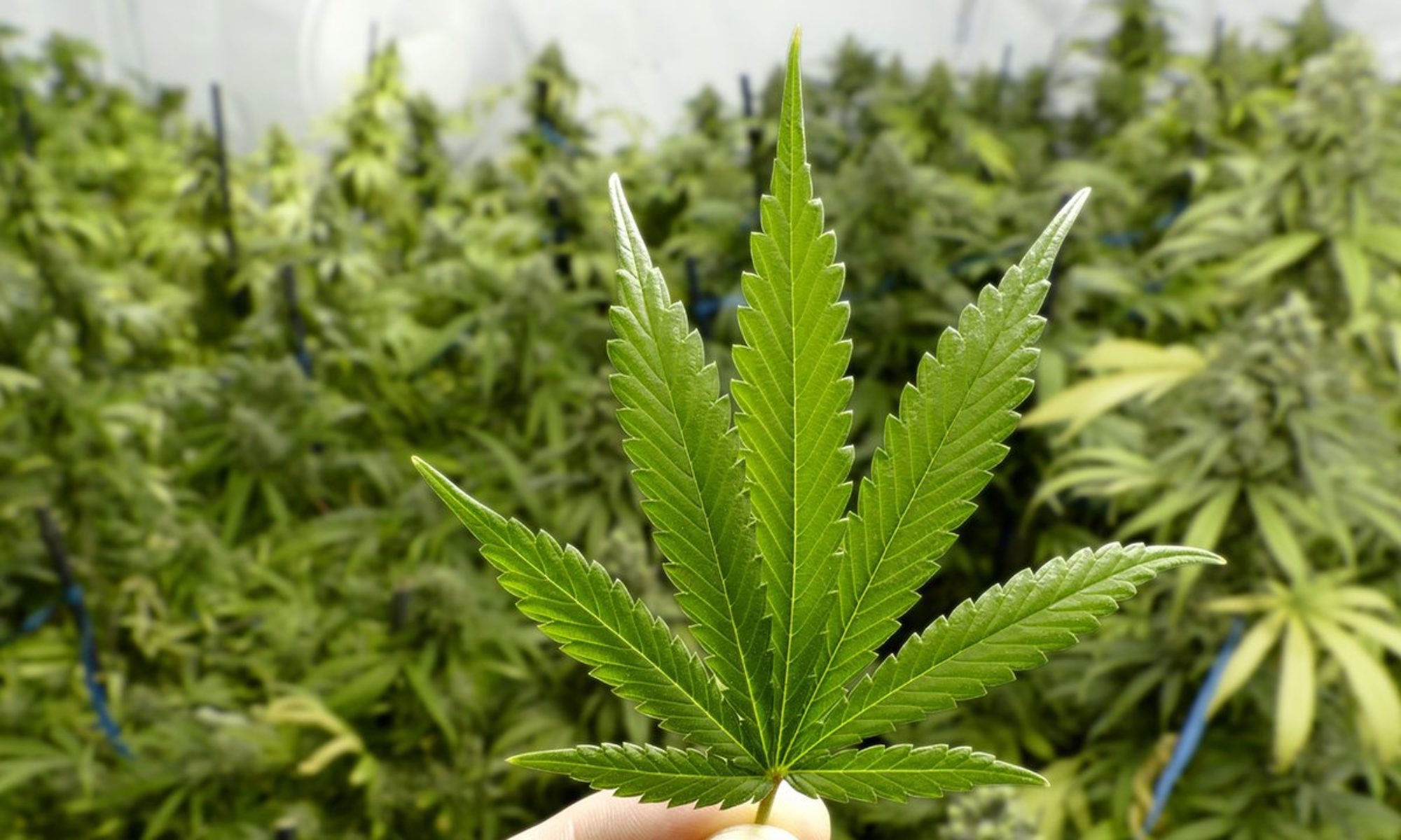Regular Cannabis Seeds